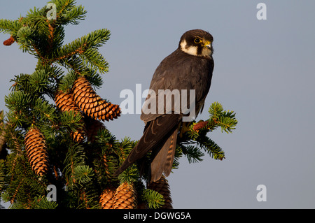 Eurasian Hobby (Falco Subbuteo®), Turingia, Germania Foto Stock