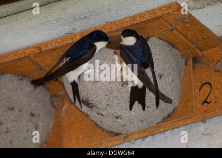 Casa Martins (Delichon urbicum), coppia al di fuori di una scatola di nido, Erfurt, Turingia, Germania Foto Stock