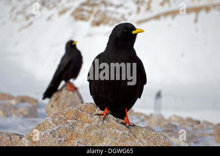 Gracchi alpini o giallo-fatturati Choughs (Pyrrhocorax graculus) appollaiato sulla roccia, Zugspitzplatt, Wetterstein gamma di montagna Foto Stock