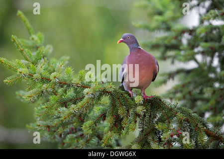 Il Colombaccio ( Columba palumbus), Erfurt, Turingia, Germania Foto Stock