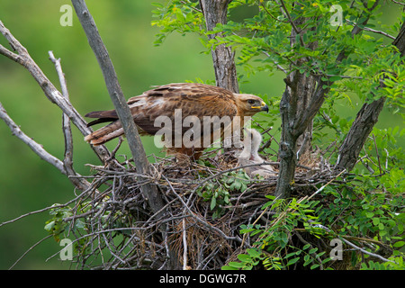 Dalle lunghe gambe Poiana (Buteo Rufinus), femmina con pulcino, giovane uccello, sul nido, North Bulgaria Bulgaria Foto Stock