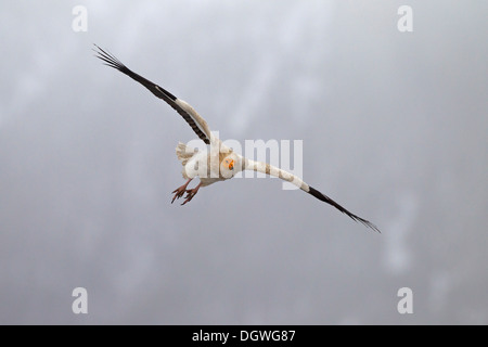 Avvoltoio Capovaccaio (Neophron percnopterus) in volo, Pirenei, Aragona, Spagna Foto Stock