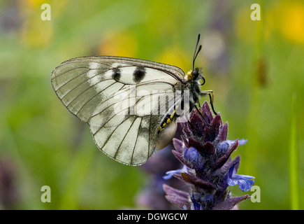Offuscato Apollo Parnassius mnemosyne farfalla sulla bugle; Bulgaria. Foto Stock
