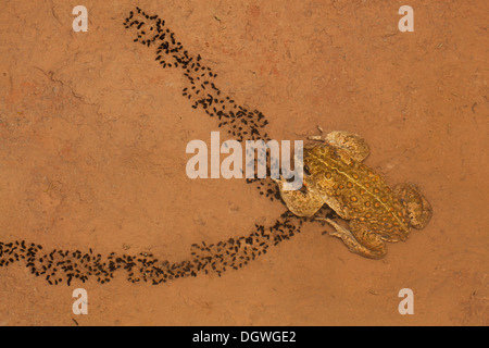 Natterjack Toad (Bufo calamita) e recentemente larve schiuse su un poco profonda foglio temporaneo di acqua, Erfurt, Turingia, Germania Foto Stock