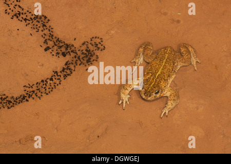 Natterjack Toad (Bufo calamita) e recentemente larve schiuse su un poco profonda foglio temporaneo di acqua, Erfurt, Turingia, Germania Foto Stock