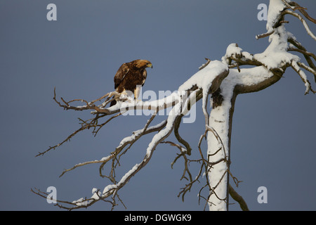 Aquila reale (Aquila chrysaetos) arroccato su una coperta di neve albero, Pohjois-Pohjanmaa, Finlandia Foto Stock