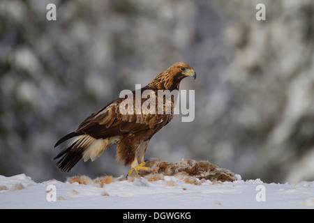 Aquila reale (Aquila chrysaetos) con un coniglio catturato in inverno, Pohjois-Pohjanmaa, Finlandia Foto Stock