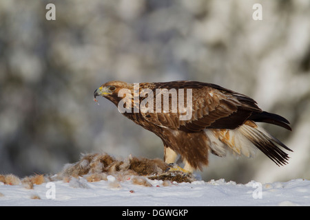 Aquila reale (Aquila chrysaetos) con un coniglio catturato in inverno, Pohjois-Pohjanmaa, Finlandia Foto Stock