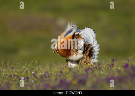 Grande (Bustard Otis tarda), maschio durante il corteggiamento, Estremadura, Spagna Foto Stock