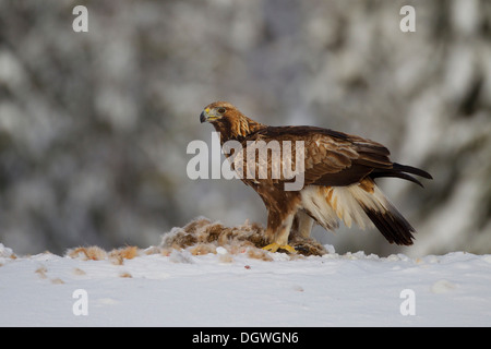 Aquila reale (Aquila chrysaetos) con un coniglio catturato in inverno, Pohjois-Pohjanmaa, Finlandia Foto Stock