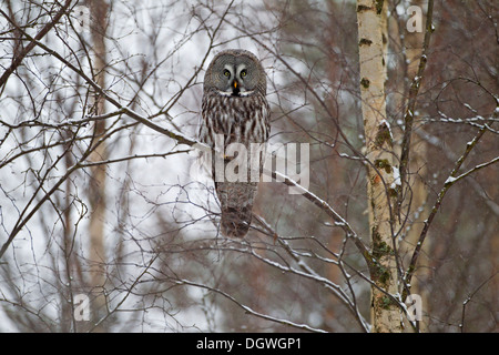 Grande Gufo grigio o Grande Grigio Allocco (Strix nebulosa) appollaiato su un ramo in inverno, Oulu, Pohjois-Pohjanmaa, Finlandia Foto Stock