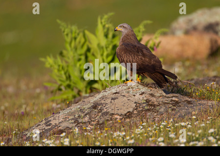 Nibbio bruno (Milvus migrans), Estremadura, Spagna Foto Stock