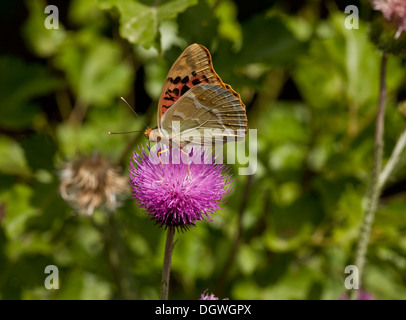 Cardinale Fritillary, Argynnis pandora farfalla, alimentazione sul thistle. Bulgaria. Foto Stock