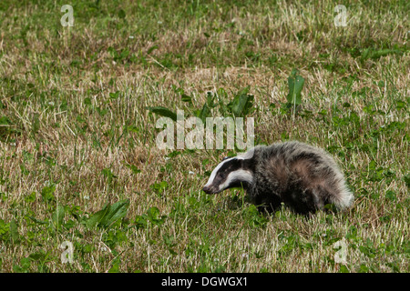 Europea (Badger Meles meles), su di un prato, Koenigshain-Wiederau, Sassonia Foto Stock