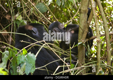 Abituare il gruppo di gorilla di montagna (Gorilla beringei beringei), la foresta impenetrabile di Bwindi National Park, essendo studiato da Foto Stock