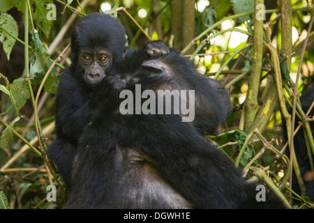 Abituare il gruppo di gorilla di montagna (Gorilla beringei beringei), la foresta impenetrabile di Bwindi National Park, essendo studiato da Foto Stock