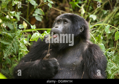 Abituare il gruppo di gorilla di montagna (Gorilla beringei beringei), la foresta impenetrabile di Bwindi National Park, essendo studiato da Foto Stock