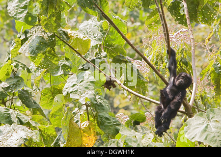 Abituare il gruppo di gorilla di montagna (Gorilla beringei beringei), la foresta impenetrabile di Bwindi National Park, essendo studiato da Foto Stock