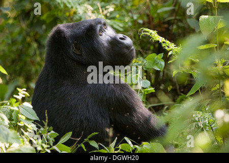 Abituare il gruppo di gorilla di montagna (Gorilla beringei beringei), la foresta impenetrabile di Bwindi National Park, essendo studiato da Foto Stock