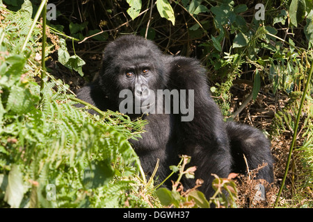 Abituare il gruppo di gorilla di montagna (Gorilla beringei beringei), la foresta impenetrabile di Bwindi National Park, essendo studiato da Foto Stock