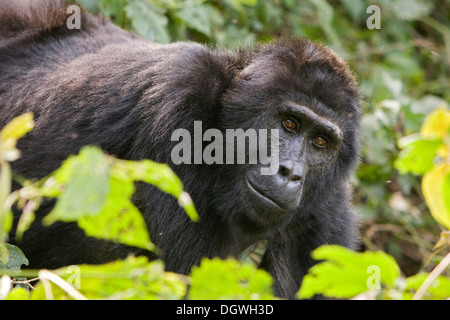 Abituare il gruppo di gorilla di montagna (Gorilla beringei beringei), la foresta impenetrabile di Bwindi National Park, essendo studiato da Foto Stock