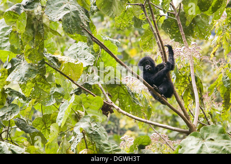 Abituare il gruppo di gorilla di montagna (Gorilla beringei beringei), Parco nazionale impenetrabile di Bwindi, i ricercatori del max Foto Stock