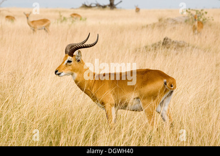 Kob ugandesi (Kobus kob thomasi), buck, savana secca nei pressi di Ishasha, Queen Elizabeth National Park, Uganda, Africa Foto Stock