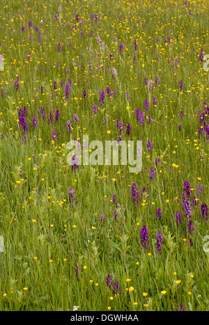 Prato umido, pieno di inizio marsh orchidea Dactylorhiza incarnata nelle diverse forme di colore e di latifoglie orchidee di palude, Bulgaria Foto Stock