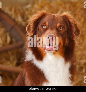 Pastore australiano, cane maschio rosso-tri |pastore australiano, Ruede, rosso-tri Foto Stock