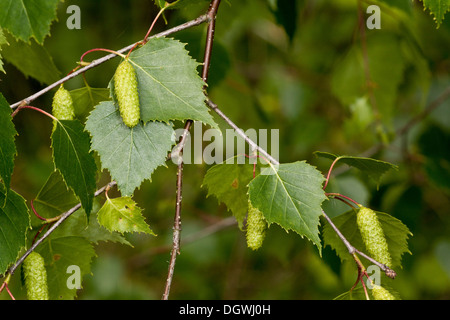 Argento Betulla Betula pendula con amenti maschili in primavera. Il Dorset. Foto Stock