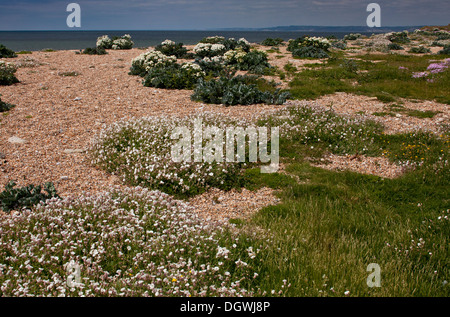 Cogden Beach - parte di Chesil Beach shingle bank - con spettacolari molla fiori costiera ai primi di giugno. Il Dorset. Foto Stock