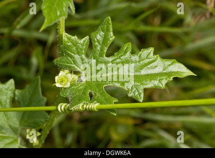 White Bryony, Bryonia dioica con fiori, foglie e viticcio. Foto Stock