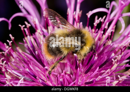 Maschio rosso-tailed bumblebee, Bombus lapidarius su fiordaliso Foto Stock