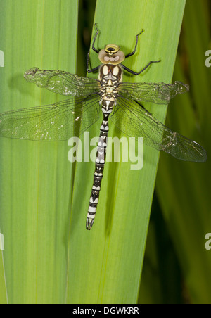 Blue Hawker o Sud Hawker, Aeshna cyanea - femmina immaturi dragonfly. Il Dorset. Foto Stock