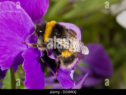 Buff-tailed Bumblebee Bombus terrestris, visiting garden pansy; Dorset. Foto Stock