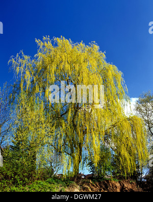 Babilonia Willow o salice piangente (Salix babylonica) in primavera Foto Stock