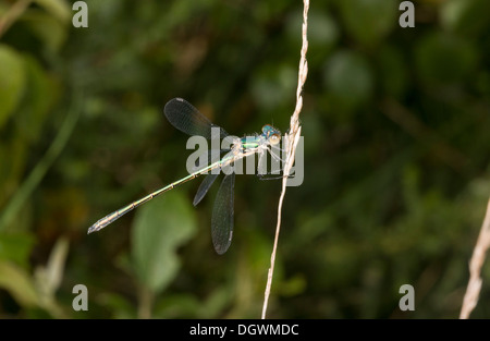 Western Willow Spreadwing / Willow Emerald Damselfly, Lestes viridis. Cherbourg. Foto Stock