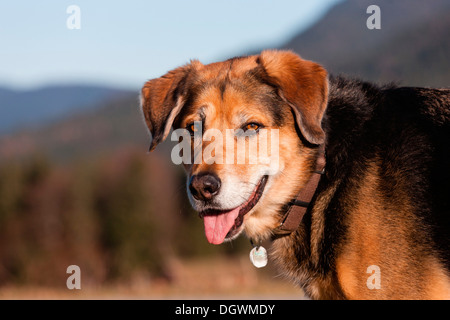 Mongrel, frutto della mescolanza di pastore tedesco e Bovaro del Bernese, ritratto Foto Stock