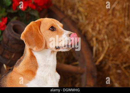 Beagle leccare il suo naso |Beagle, Ruede, leckt sich die Nase Foto Stock