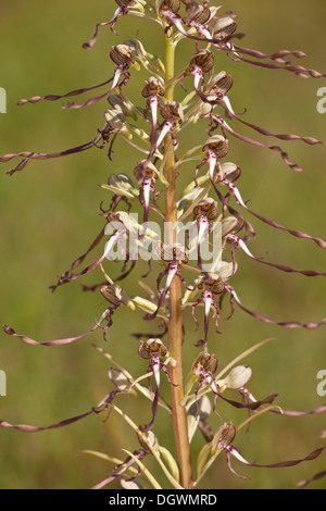 Lizard Orchid, Himantoglossum hircinum in secco pascoli calcarei; molto rari nel Regno Unito. Foto Stock