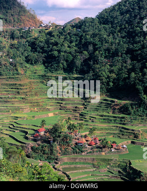 Banga un villaggio nei pressi di Batad, Banaue terrazze di riso, noto anche come picco musuan, Banga un villaggio, Ifugao, Luzon, Filippine Foto Stock