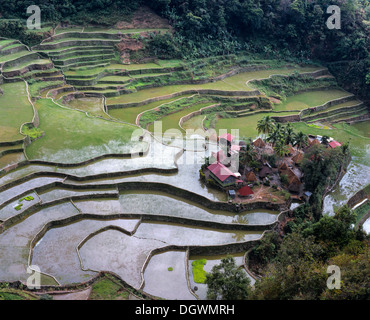 Banga un villaggio nei pressi di Batad, Banaue terrazze di riso, noto anche come picco musuan, Banga un villaggio, Ifugao, Luzon, Filippine Foto Stock