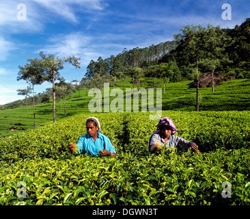 Raccoglitori di tè lavorando su una piantagione di tè, la coltivazione del tè nelle highlands, Nuwara Eliya, Zentralprovinz, Sri Lanka Foto Stock