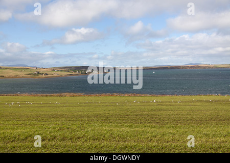 Isole di Orkney, Scozia. Una vista pittoresca del Widewall Bay con il villaggio di Herston sulla sinistra dell'immagine. Foto Stock