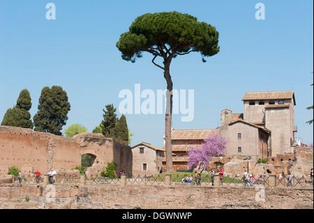 Antichità romana, il colle Palatino, pino domestico (Pinus pinea), antica Roma, Lazio, Italia, Europa meridionale, Europa Foto Stock