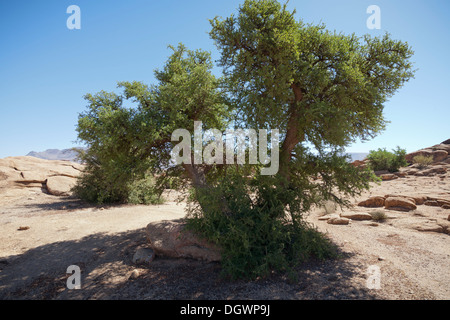 Un unico albero di argan in un affioramento roccioso vicino a Tafraoute Marocco Foto Stock