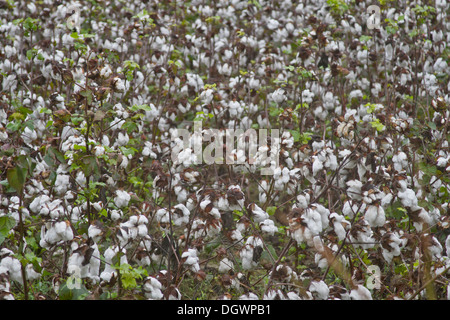 Un campo di fioritura delle piante di cotone Foto Stock