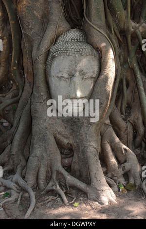 Testa di pietra arenaria di una statua del Buddha, ricoperta da un Strangler Fig (Ficus religiosa), Wat Phra Mahathat, Ayutthaya, Thailandia, Asia Foto Stock