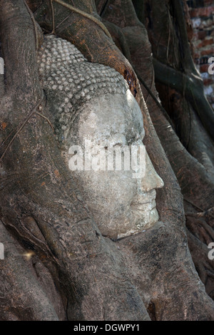 Testa di pietra arenaria di una statua del Buddha, ricoperta da un Strangler Fig (Ficus religiosa), Wat Phra Mahathat, Ayutthaya, Thailandia, Asia Foto Stock