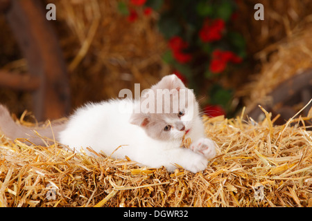 British Shorthair Cat, gattino, dieci settimane, lilla-bianco-Arlecchino Foto Stock